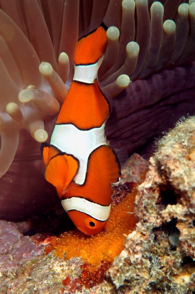 Clownfish eggs are tended by the male until they hatch. After hatching the tiny larvae spend 11 days in open water before they settle into adult habitat on the reef. Photo courtesy of Gerry Allen © ARC Centre of Excellence Coral Reef Studies http://www.coralcoe.org.au/